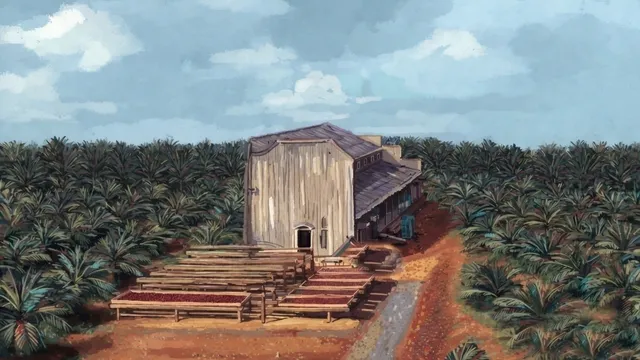 Coffee Latte wallpaper: cacao estate