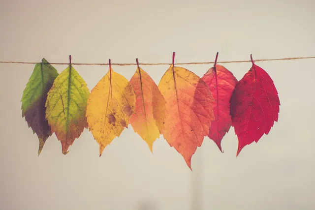 Dayfox wallpaper: leaf progression
