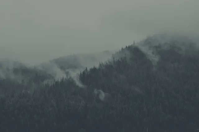 Everforest wallpaper: tree tops