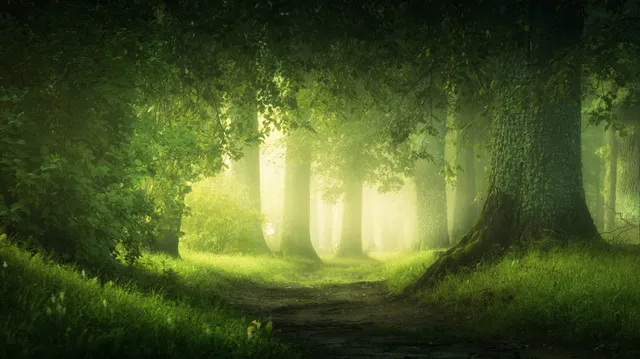 Evergreen wallpaper: misty path