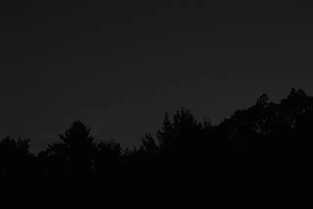 Felix wallpaper: trees