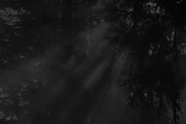 Felix wallpaper: trees2