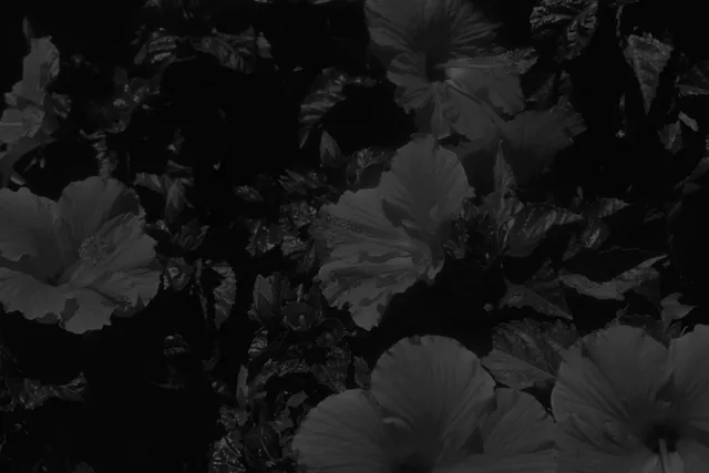 Felix wallpaper: flowers
