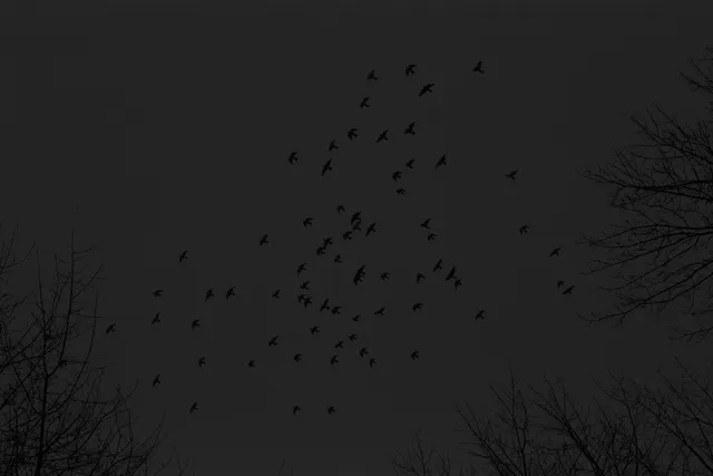 Felix wallpaper: birds