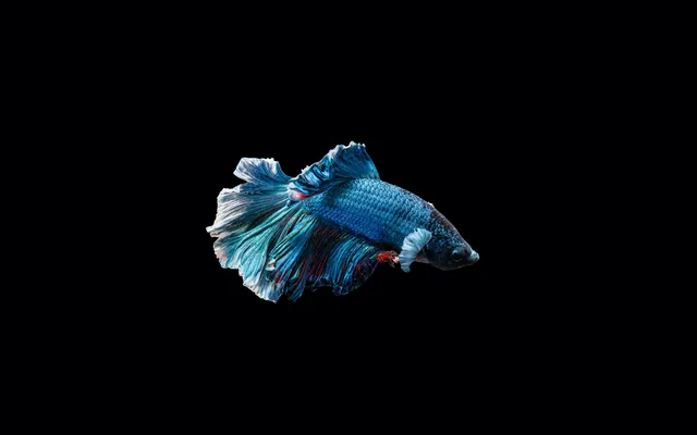 Fish Material wallpaper: BG1