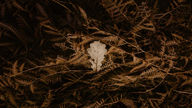 Golden Brown wallpaper: BG1