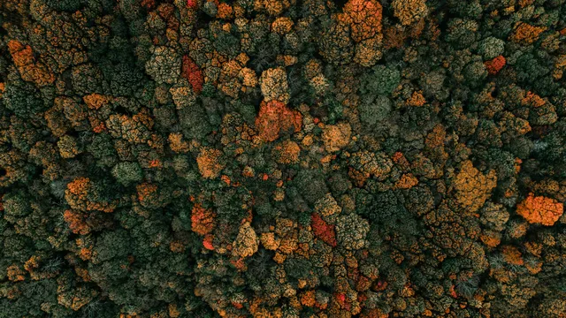 Gruvbox Material wallpaper: autumn canopy
