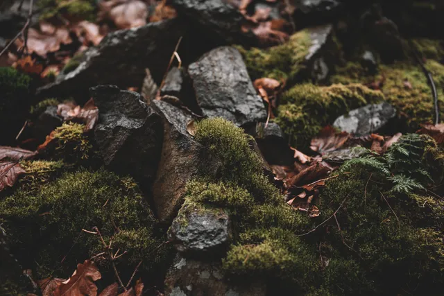 Gruvbox Material wallpaper: mossy stones