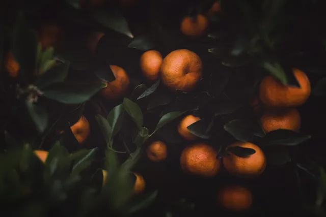 Gruvbox Material wallpaper: tangerines