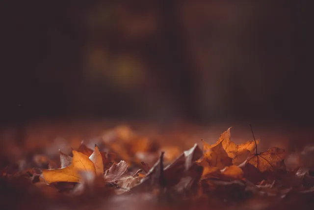 Gruvbox Material wallpaper: fallen leaves