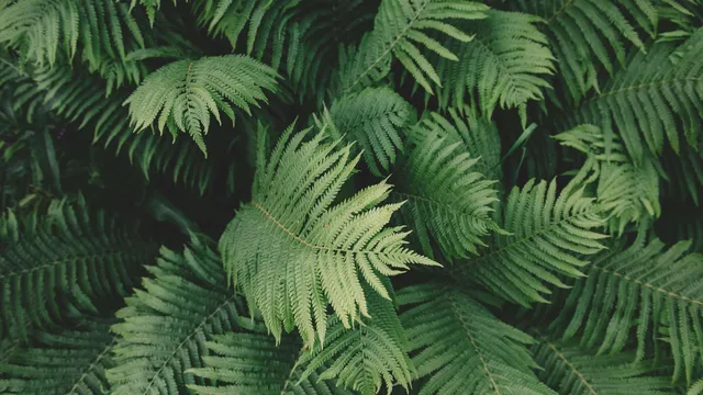Gruvbox wallpaper: leaves