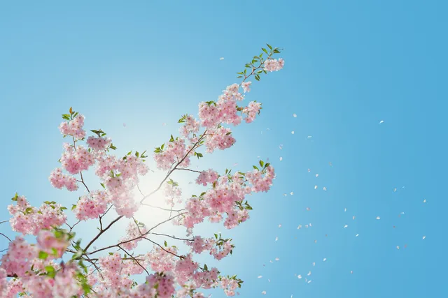 Lupine wallpaper: cherry blossom bokeh