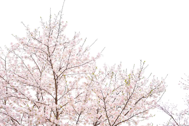 Lupine wallpaper: cherry blossom white