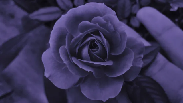 Purplewave wallpaper: f rose in purple