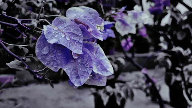 Purplewave wallpaper: g buganville