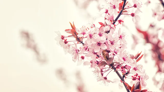 Sakura wallpaper: 2