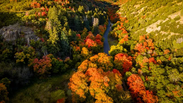 Stillwood wallpaper: autumn